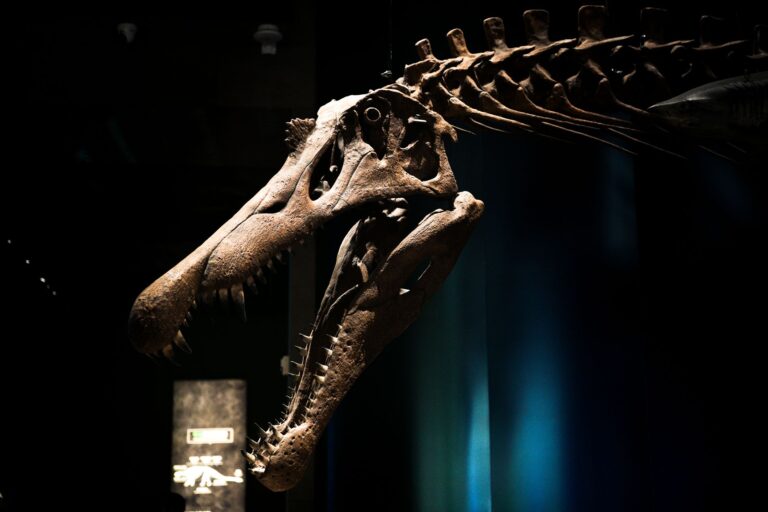 T. rex footprint discovery
