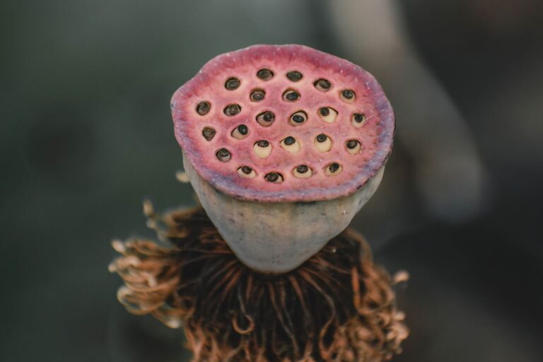 auxin-mediated nectary growth