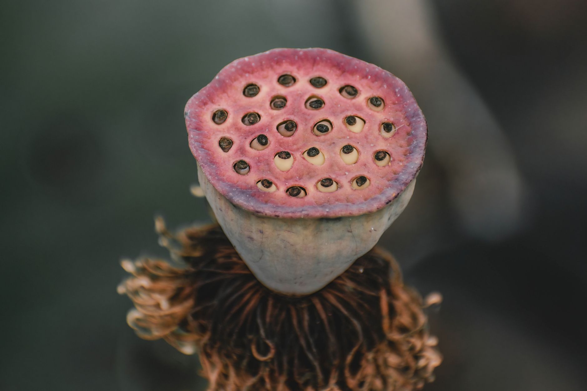 auxin-mediated nectary growth