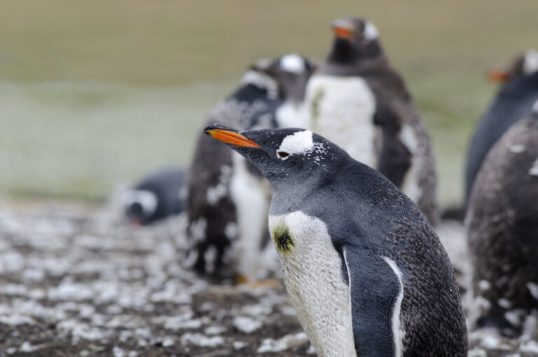 penguin colony decline